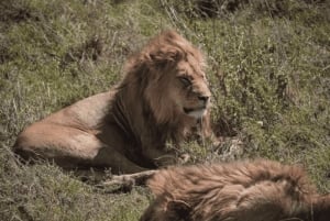 Desde Zanzíbar: excursión de 1 día a Selous con almuerzo y vuelo