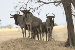 Desde Zanzíbar: excursión de 1 día a Selous con almuerzo y vuelo