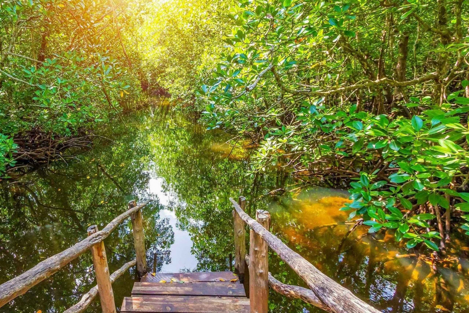 from Zanzibar: Jozani Forest With Dolphin Tour