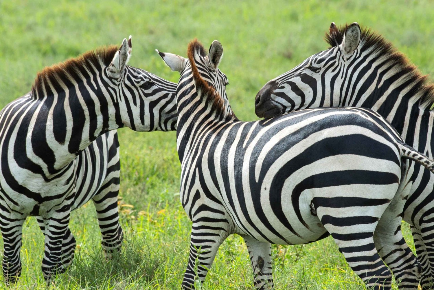Desde Zanzíbar: Safari de 3 días por el lago Manyara y Ngorongoro