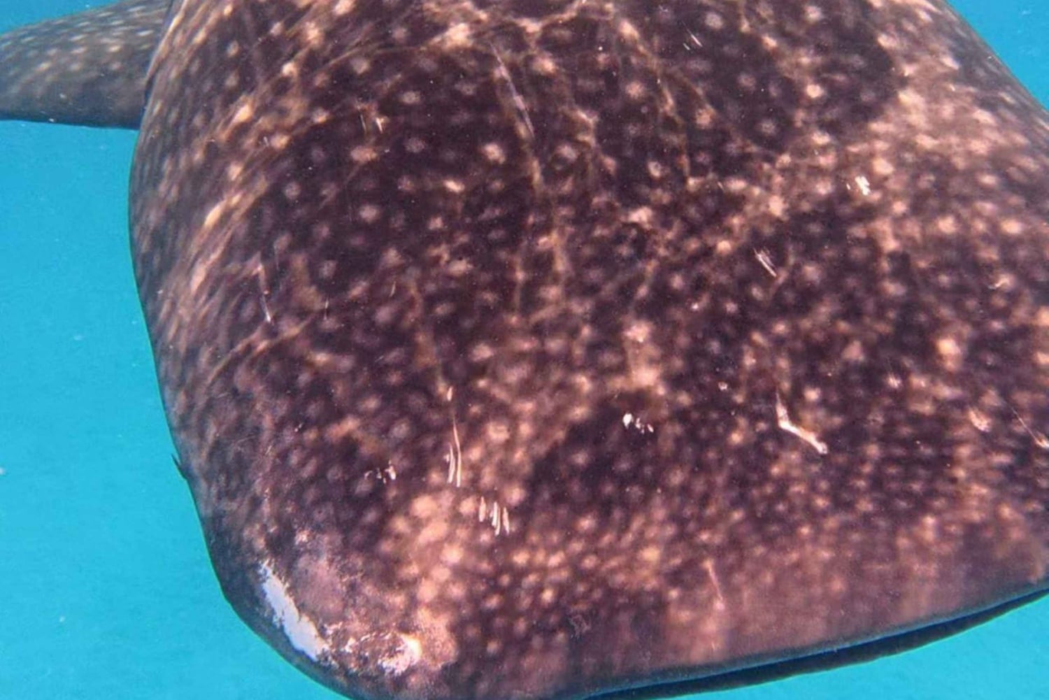 Da Zanzibar: avventura con gli squali balena a Mafia