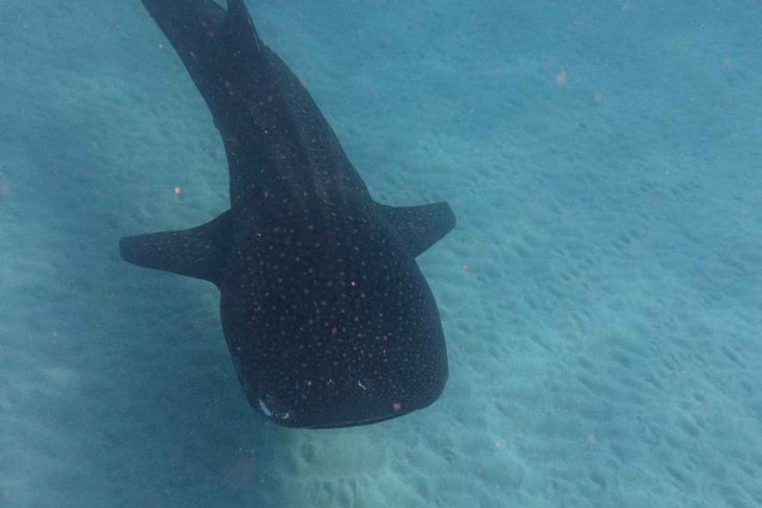 Da Zanzibar: avventura con gli squali balena a Mafia