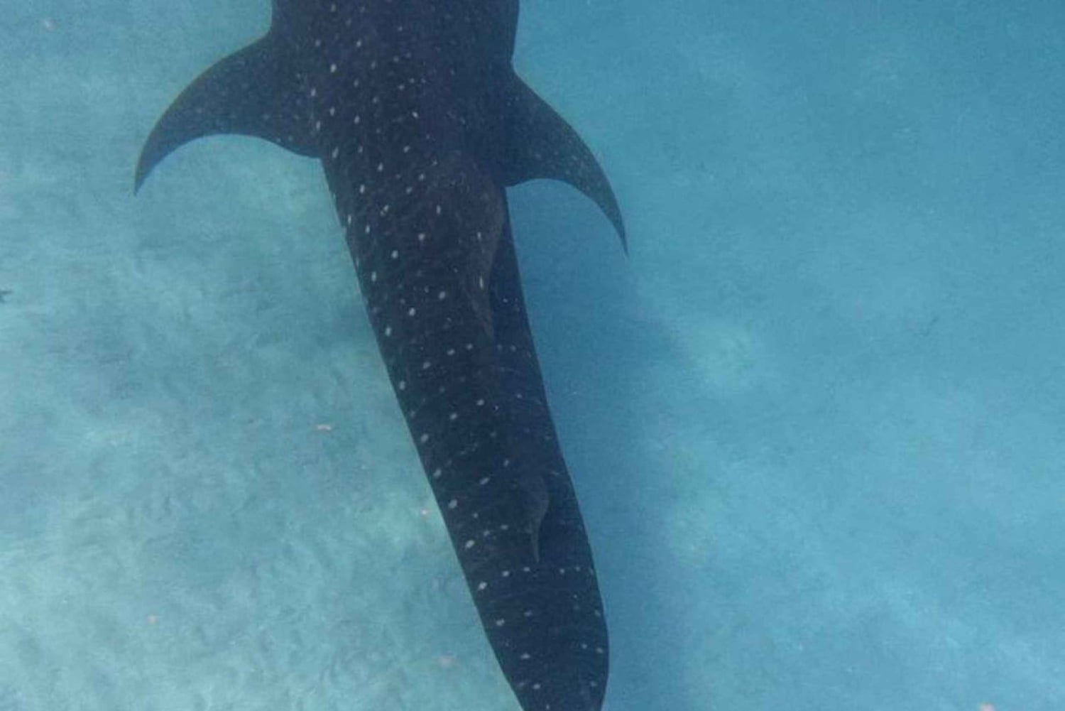 Da Zanzibar: avventura con gli squali balena a Mafia