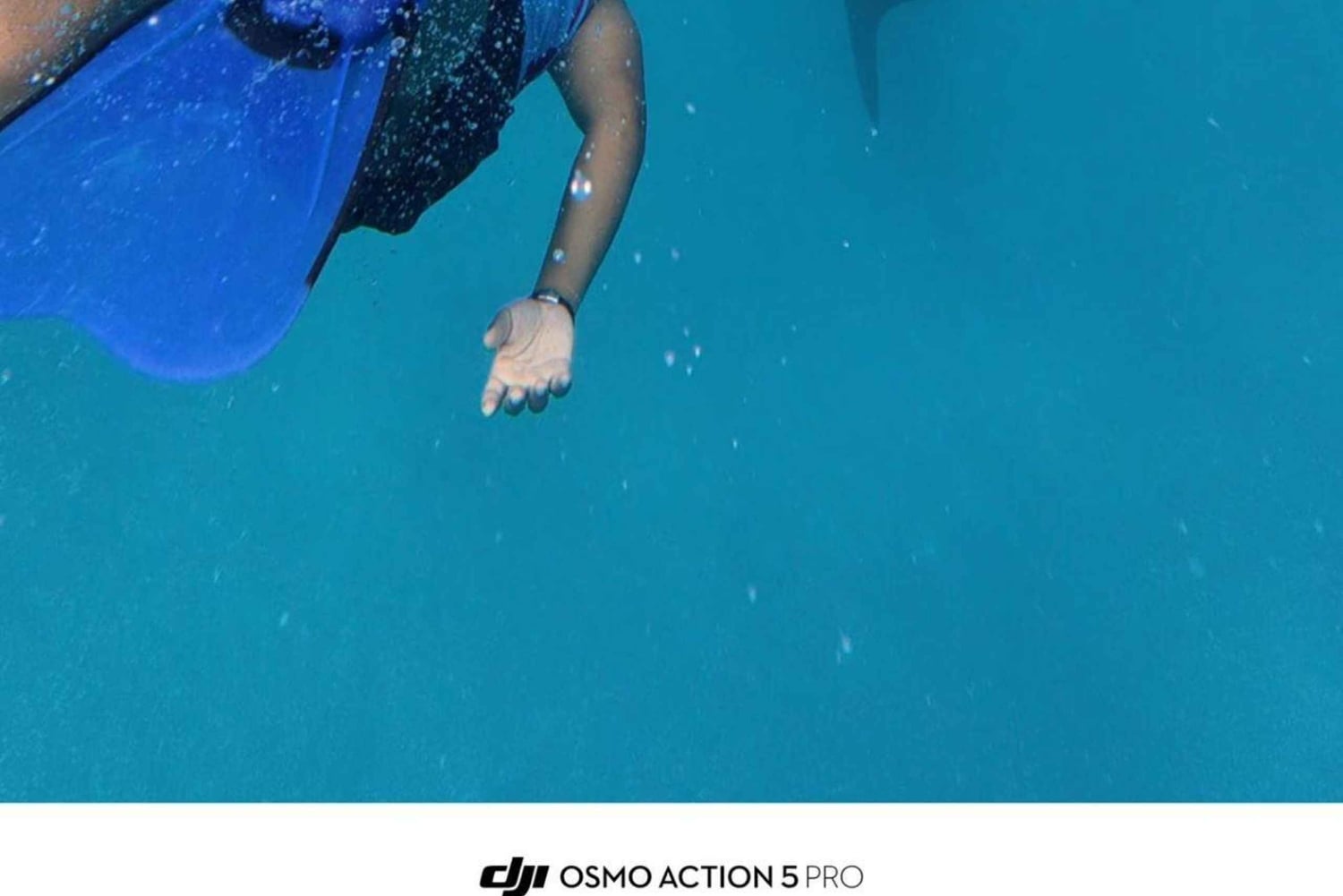 Da Zanzibar: avventura con gli squali balena a Mafia