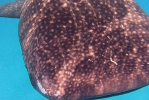 Da Zanzibar: avventura con gli squali balena a Mafia