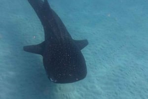 Da Zanzibar: avventura con gli squali balena a Mafia