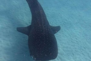 Da Zanzibar: avventura con gli squali balena a Mafia