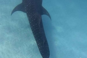 Da Zanzibar: avventura con gli squali balena a Mafia