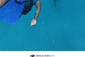 Da Zanzibar: avventura con gli squali balena a Mafia