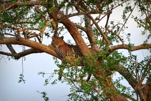 ザンジバルから：ミクミ2日間サファリ、マサイ村、フライトをご利用ください