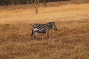 ザンジバルから：ミクミ2日間サファリ、マサイ村、フライトをご利用ください