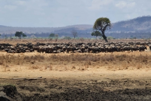 From Zanzibar: Mikumi Day Safari