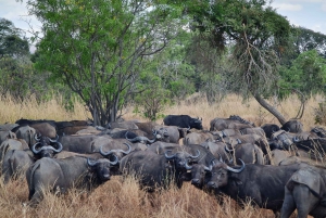 From Zanzibar: Mikumi Day Safari