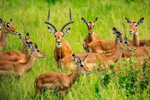 From Zanzibar: Mikumi Day Safari trip with Flights and Meal