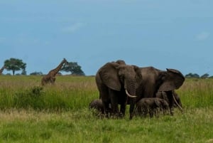 From Zanzibar: Mikumi Day Safari trip with Flights and Meal