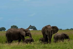 From Zanzibar: Mikumi Day Safari trip with Flights and Meal