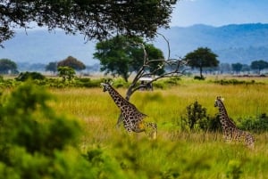 From Zanzibar: Mikumi Day Safari trip with Flights and Meal