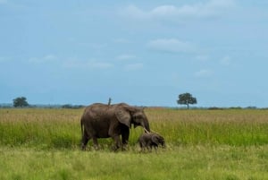 From Zanzibar: Mikumi Day Safari trip with Flights and Meal