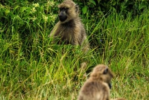 From Zanzibar: Mikumi Day Safari trip with Flights and Meal