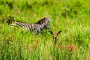 From Zanzibar: Mikumi Day Safari trip with Flights and Meal