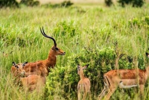 From Zanzibar: Mikumi Day Safari trip with Flights and Meal