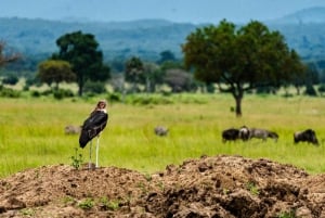 From Zanzibar: Mikumi Day Safari trip with Flights and Meal