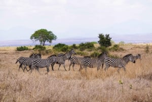 From Zanzibar: Mikumi Day Safari trip with Flights and Meal