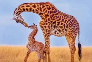 Из Занзибара: однодневная поездка на сафари в Микуми на самолете.