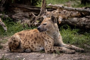 Из Занзибара: однодневная поездка на сафари в Микуми на самолете.