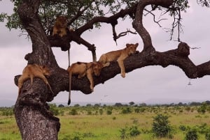 From Zanzibar: Mikumi day trip safari with lunch and guide.