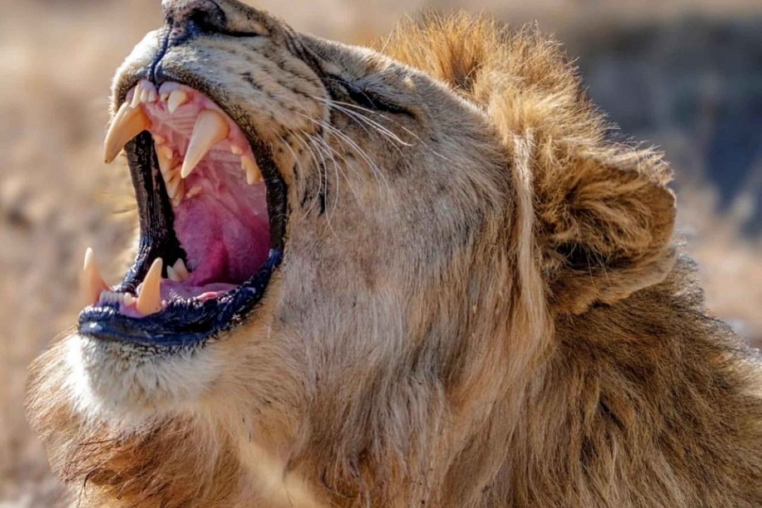 Sansibarilta: Mikumin päiväretki safari