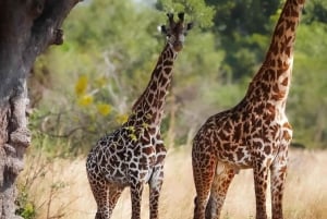 Von Sansibar aus: Mikumi Tagestour Safari