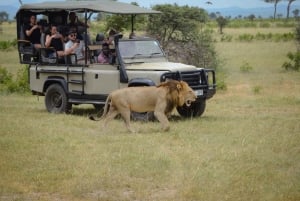 Vanuit Zanzibar: Mikumi Nationaal Park begeleide safari