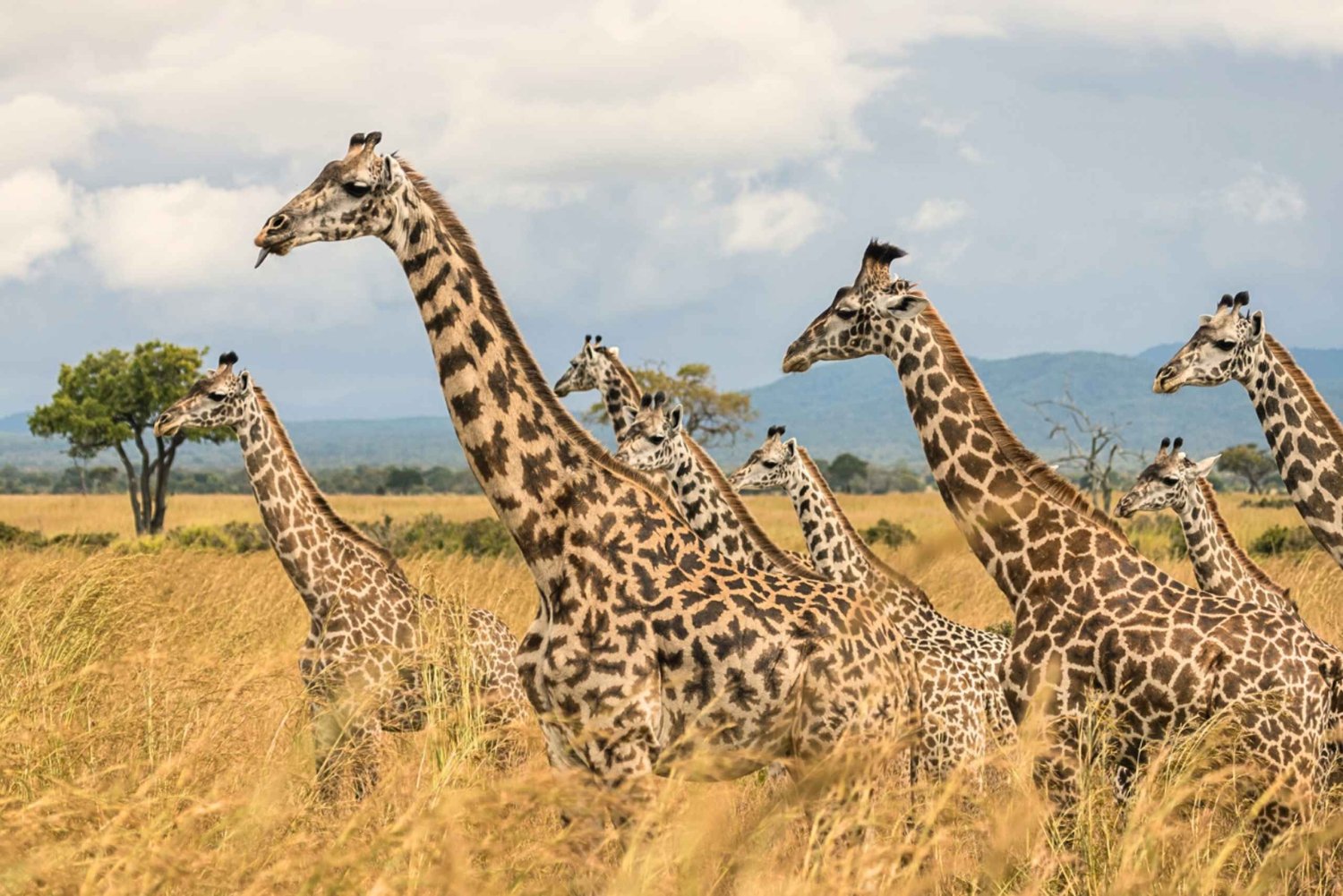 Vanuit Zanzibar: Mikumi Safari met tweemotorig vliegtuig + lunch