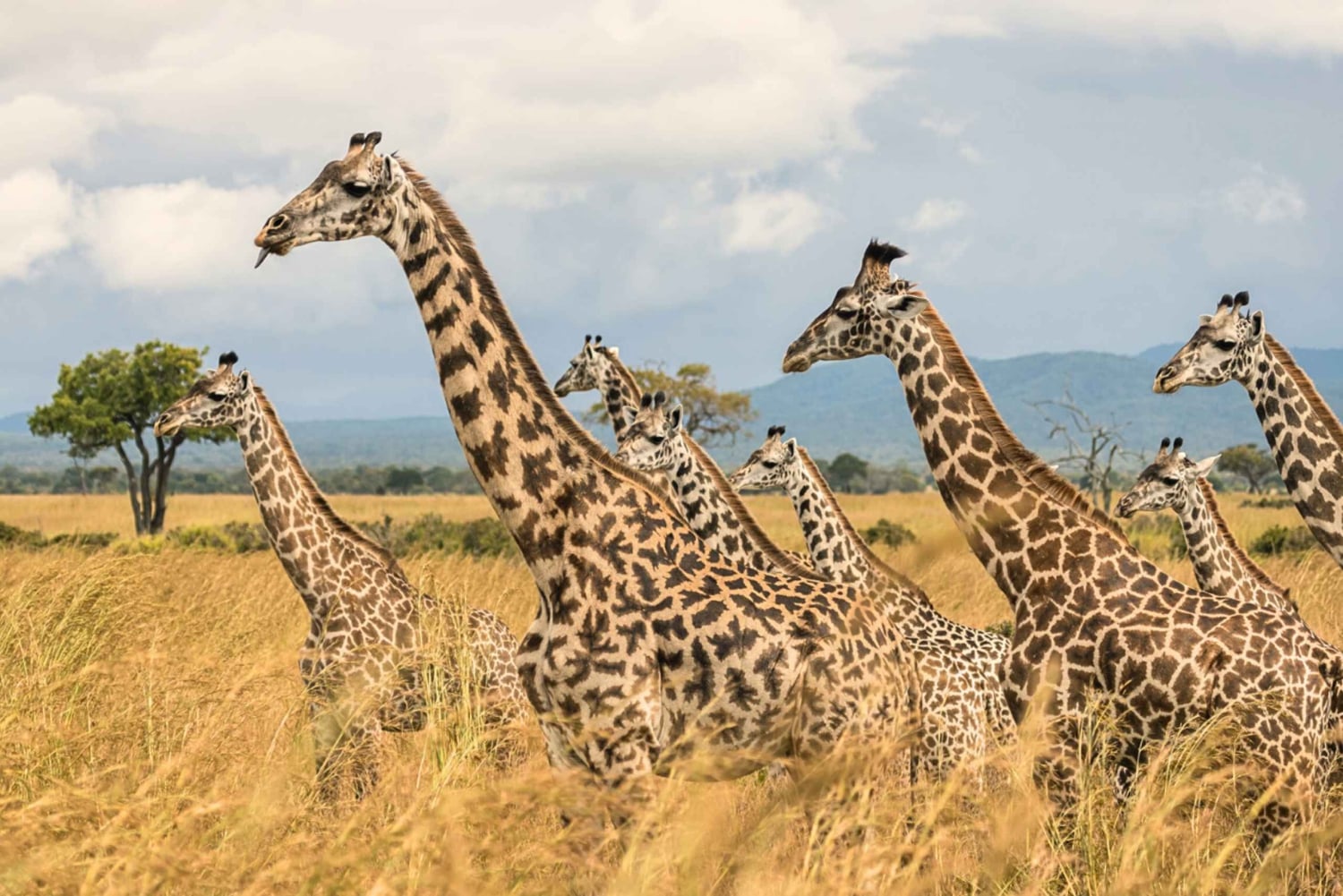 Из Занзибара: сафари в Микуми на двухмоторном самолете + обед