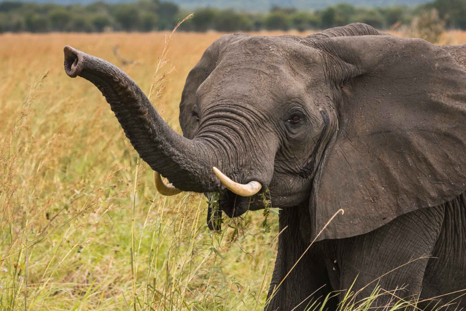 Из Занзибара: сафари в Микуми на двухмоторном самолете + обед