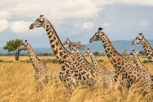 Vanuit Zanzibar: Mikumi Safari met tweemotorig vliegtuig + lunch