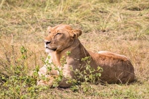 Vanuit Zanzibar: Mikumi Safari met tweemotorig vliegtuig + lunch