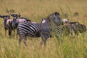 Vanuit Zanzibar: Mikumi Safari met tweemotorig vliegtuig + lunch