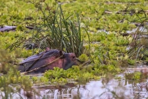 Vanuit Zanzibar: Mikumi Safari met tweemotorig vliegtuig + lunch