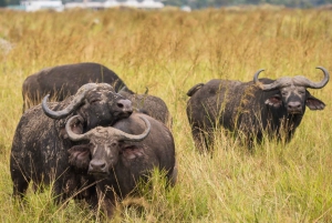 Vanuit Zanzibar: Mikumi Safari met tweemotorig vliegtuig + lunch