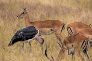 Vanuit Zanzibar: Mikumi Safari met tweemotorig vliegtuig + lunch