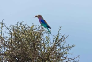 Vanuit Zanzibar: Mikumi Safari met tweemotorig vliegtuig + lunch