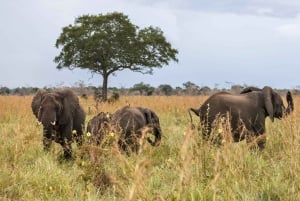 Vanuit Zanzibar: Mikumi Safari met tweemotorig vliegtuig + lunch
