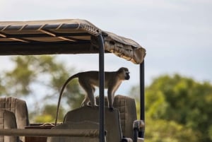 Vanuit Zanzibar: Mikumi Safari met tweemotorig vliegtuig + lunch