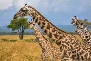 Vanuit Zanzibar: Mikumi Safari met tweemotorig vliegtuig + lunch