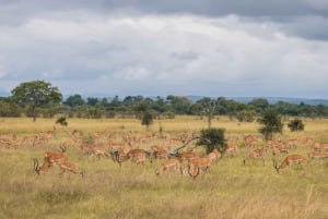 Vanuit Zanzibar: Mikumi Safari met tweemotorig vliegtuig + lunch