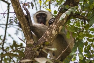 Vanuit Zanzibar: Mikumi Safari met tweemotorig vliegtuig + lunch