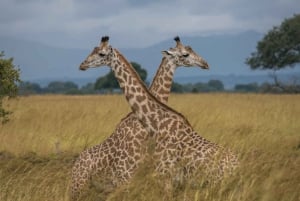 Vanuit Zanzibar: Mikumi Safari met tweemotorig vliegtuig + lunch