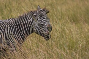 Vanuit Zanzibar: Mikumi Safari met tweemotorig vliegtuig + lunch